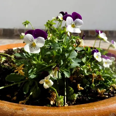 Andorinha 别墅 波尔蒂芒
