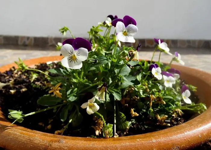 Andorinha Villa Portimao